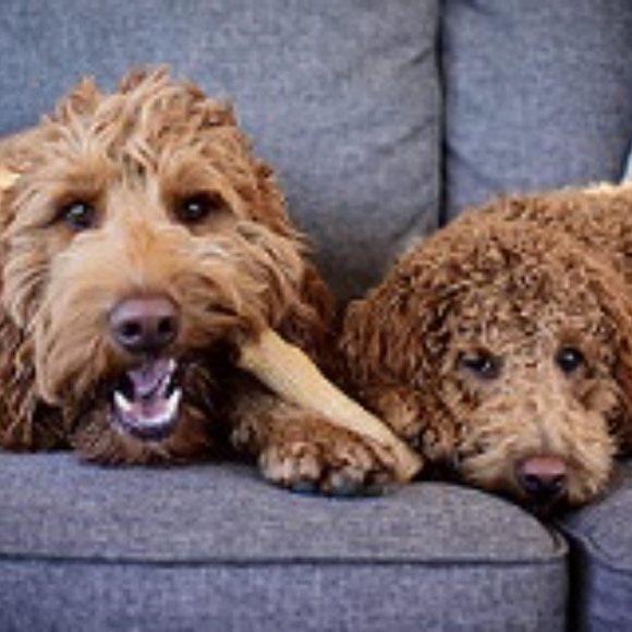 Petstages Dogwood chew stick - Wood Blend Toy - Picture 1 of 3